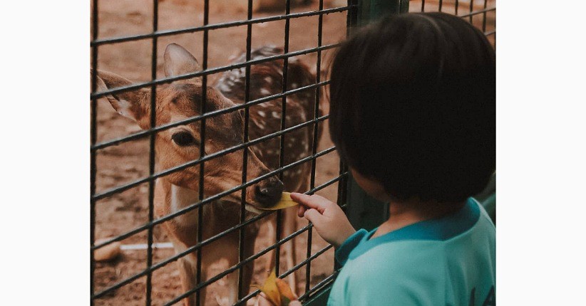 Asyik Liburan di Kebun Binatang Ragunan Buka H+1 Lebaran, Ini Syaratnya