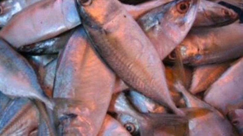 Covid-19 di India Meledak, Thailand Pesan Ikan Kembung Ratusan Ton ke Indonesia