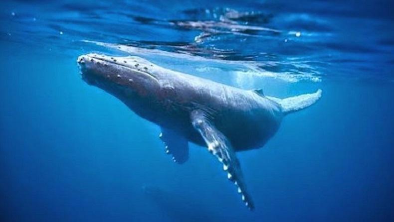 2 Ekor Paus Sirip Mati di Bawah Kapal Angkatan Laut Australia saat Berlabuh di California