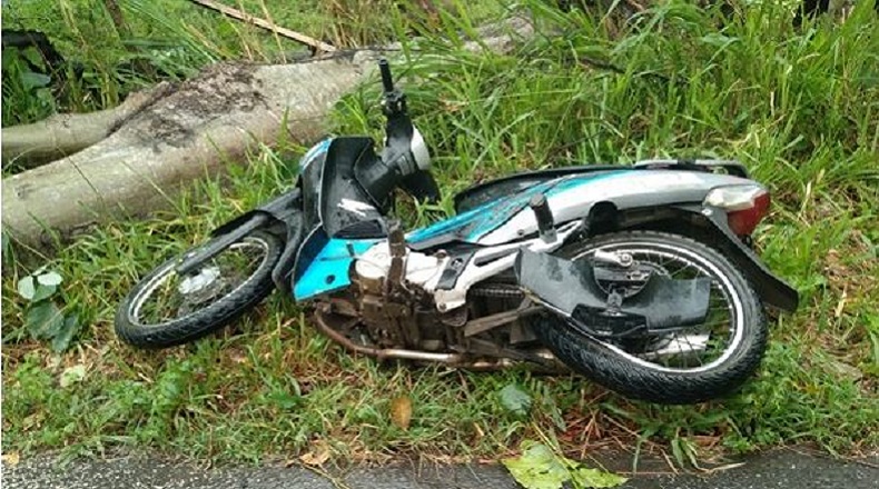 Tragis, Lansia 70 Tahun di Bolmut Tewas Tertimpa Pohon Tumbang
