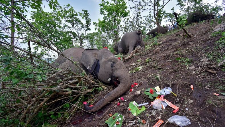 18 Ekor Gajah Mati Disambar Petir