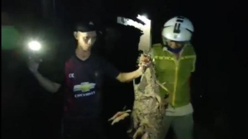 Begini Perjuangan Petugas Damkar Brebes Musnahkan Sarang Tawon Vespa 
