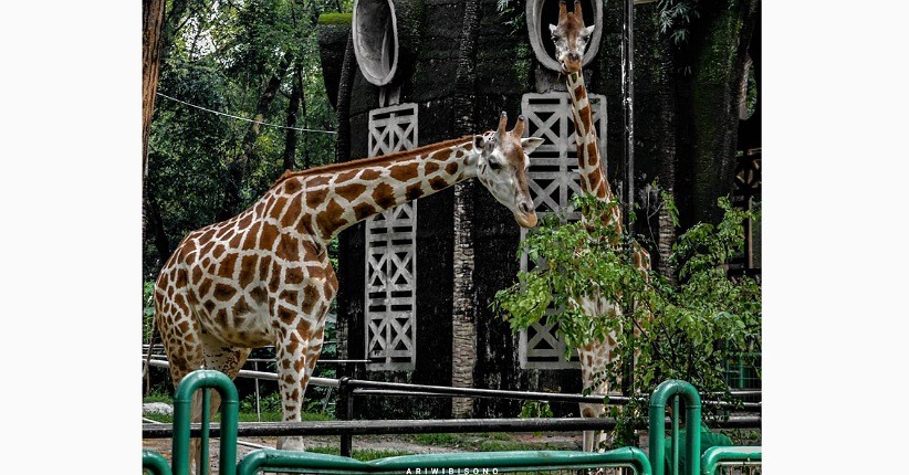 Wisata di Ragunan usai Lebaran, Syaratnya Hanya KTP Jakarta