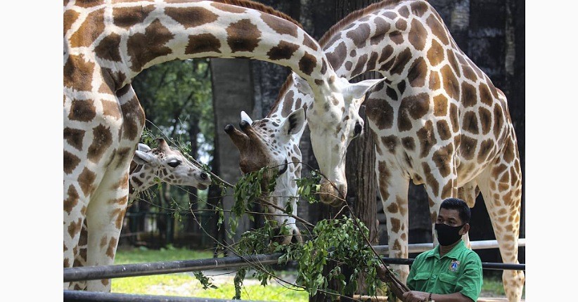 Asyik Liburan ke Ragunan, Perhatikan 5 Poin Penting Ini