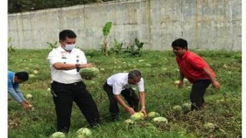 Wow, Lapas Sibolga Panen Semangka 4 Ton Hasil Tanam di Lahan Tidur