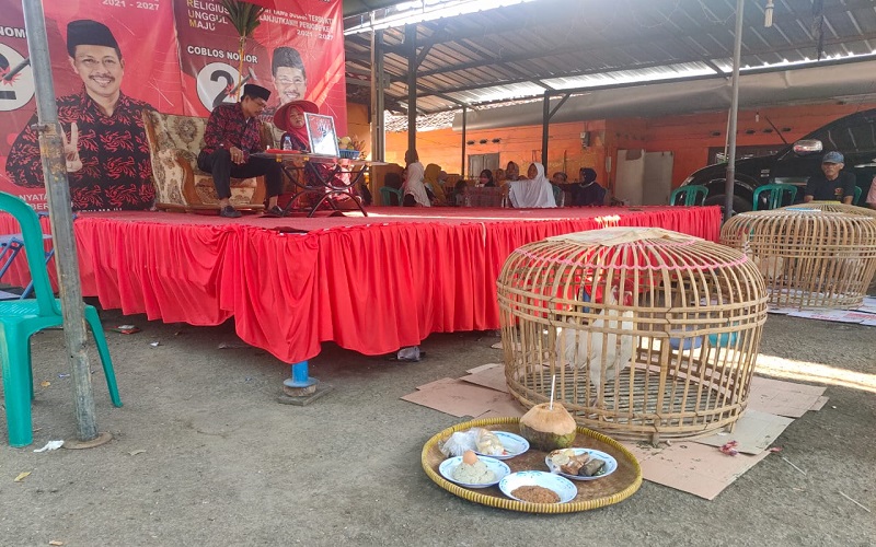 Selain Mitos Andaru, Warga Majalengka Yakin Ayam Jago Bawa Hoki di Pilkades