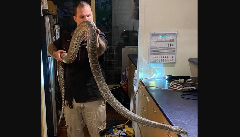 Ada Suara Aneh di Dapur, Pemilik Rumah Temukan Hewan Ini