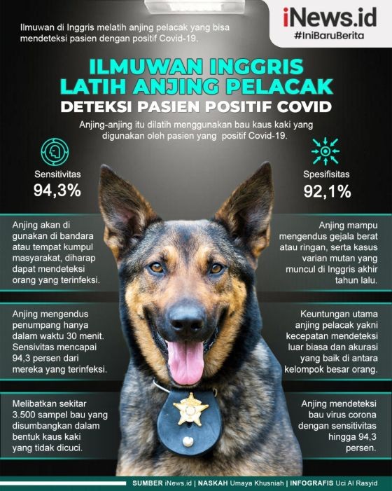 Infografis Anjing Deteksi Orang Positif Covid dengan Mengendus Kaus Kaki