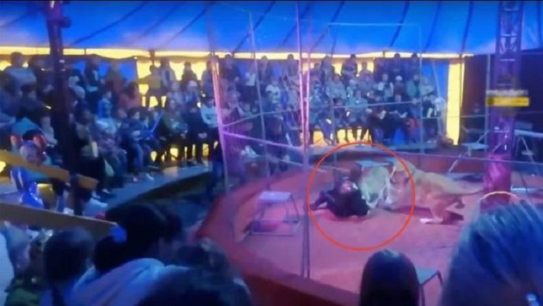 Ngeri, Singa Betina Ngamuk dan Serang Pelatih saat Pertunjukan Sirkus
