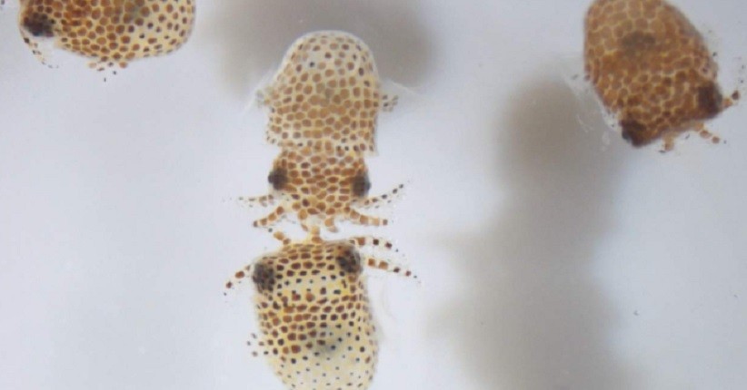 NASA Kirim Cumi-Cumi Kecil ke Luar Angkasa, Ini Tujuannya