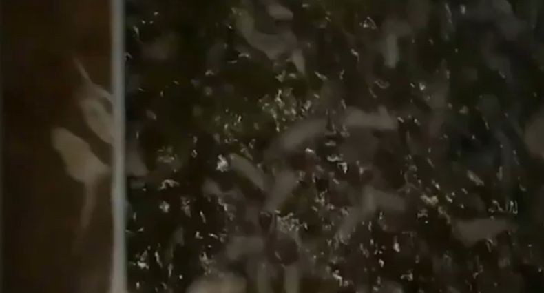  Mengerikan! Jutaan Tikus Serang Rumah, Sekolah dan Pertanian di Australia