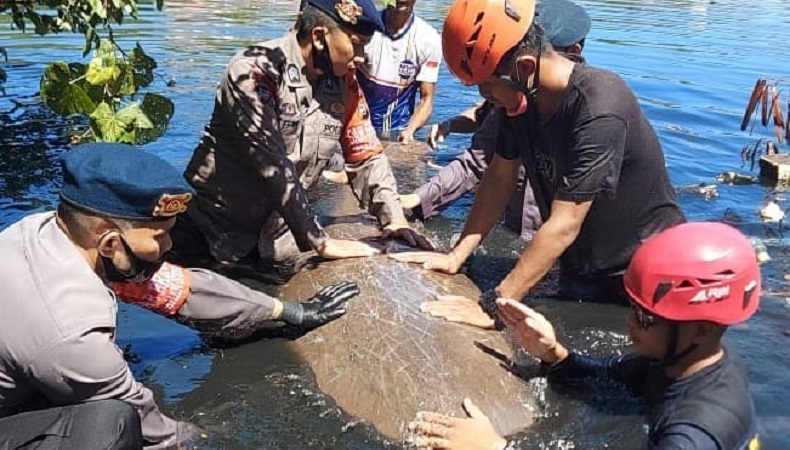 Penampakan Ikan Duyung Temuan Warga Dievakuasi Tim SAR Brimob Parepare