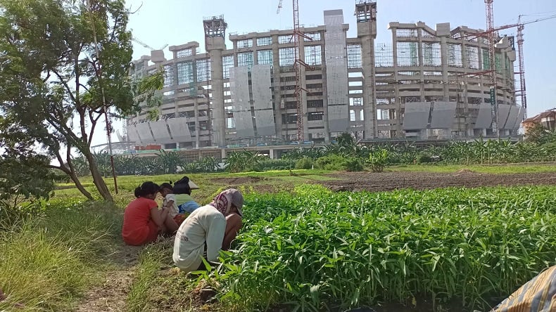 Melihat Lahan Pertanian di Antara Beton Jakarta