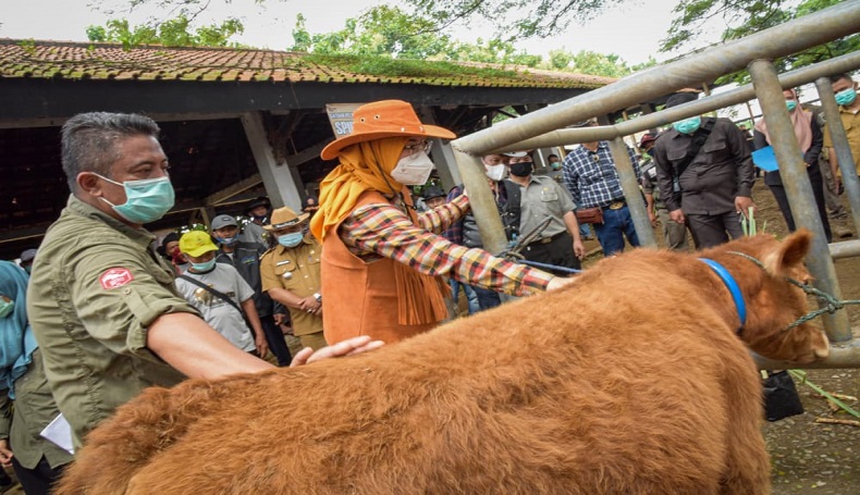 Begini Solusi Pemkab Purwakarta Pasarkan Hewan Kurban saat Pandemi Covid-19