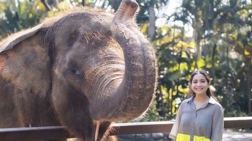 Nagita Slavina Ngidam Ketemu Gajah, Raffi Ahmad: Harap Maklum Ibu Bos Hamil