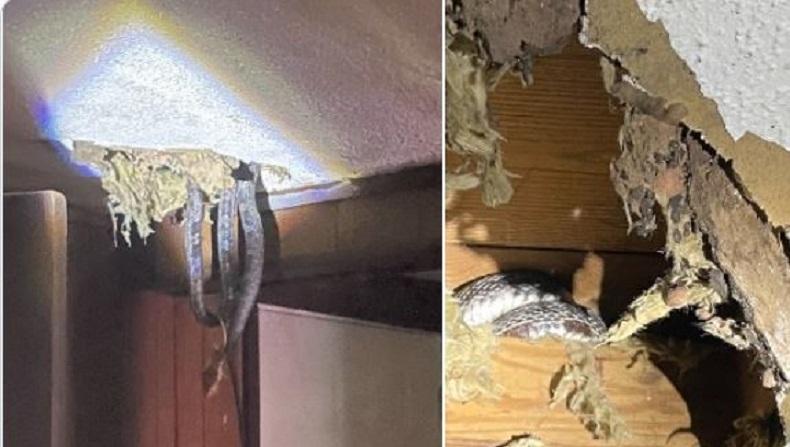Hii, 4 Ekor Ular Bersarang di Atap Rumah Keluarga Ini
