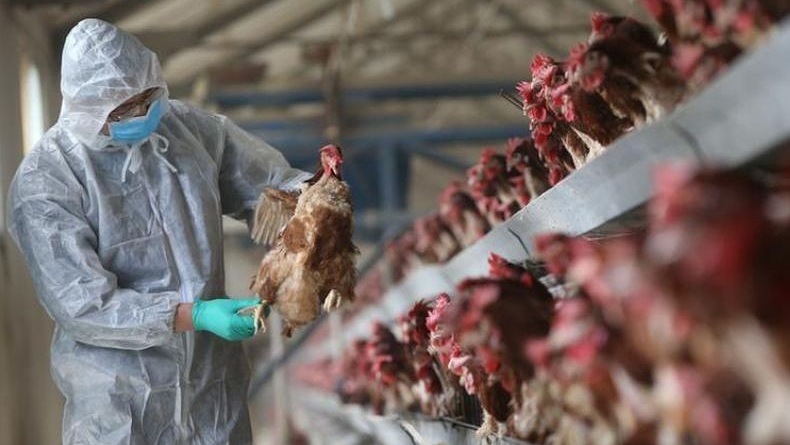 Wabah Baru Flu Burung Terdeteksi di Jepang, 450.000 Ayam Dimusnahkan