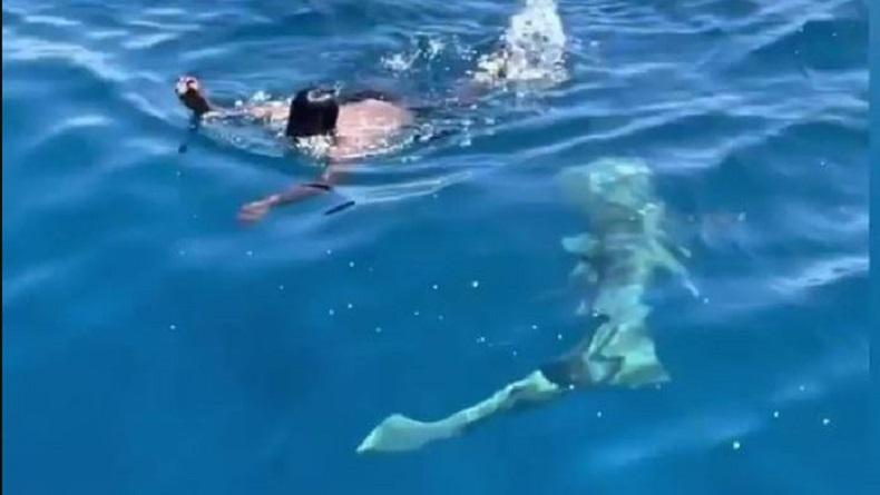 Heroik, Awak Kapal Nekat Terjun ke Laut Penuh Hiu untuk Selamatkan Burung 