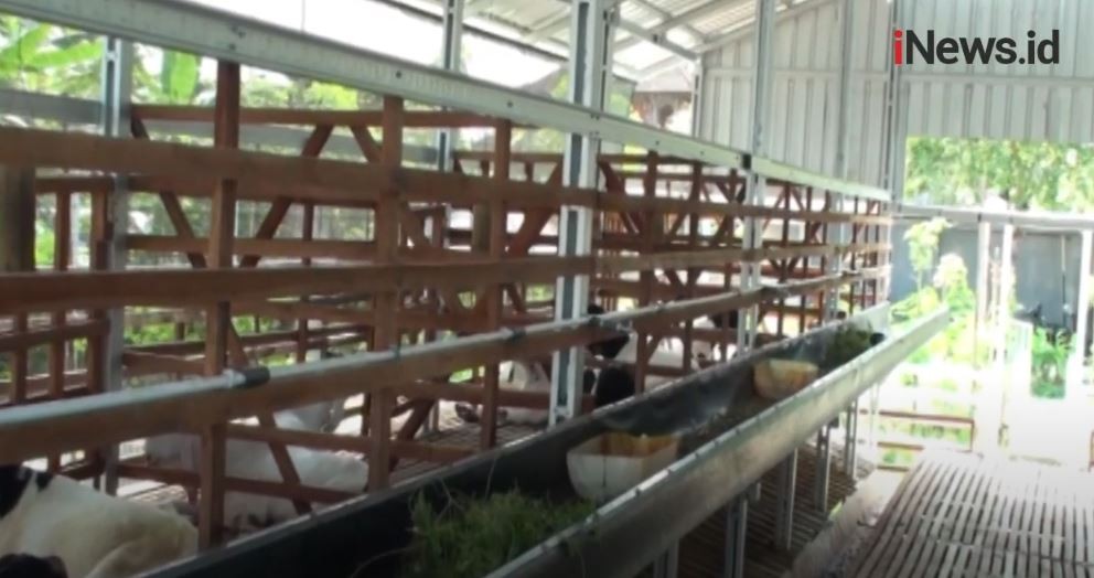 Heboh, Pemkot Bekasi Anggarkan Rp2,3 Miliar untuk Pengadaan Kandang Kambing