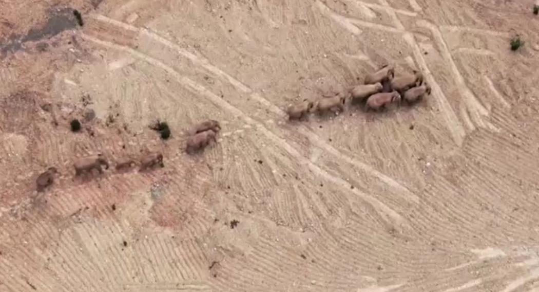 Kawanan Gajah Ini Tempuh 500 Km, Masuk ke Desa-Desa dan Rusak Ladang Warga