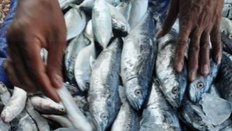 Fenomena Ribuan Ikan Laut Naik ke Permukaan di Tapanuli Tengah Buat Panik Warga