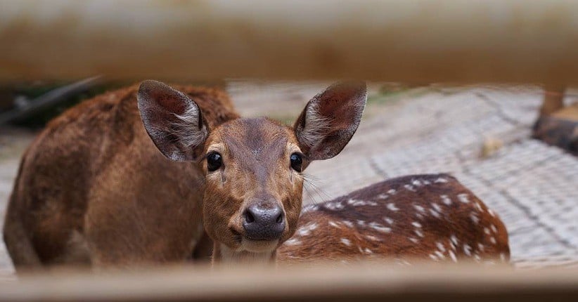 5 Ide Aktivitas Wisata di Bogor Mini Zoo, Asyik Bisa Kasih Makan Hewan Jinak