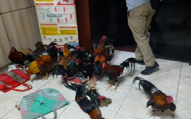 Berantas Judi Sabung Ayang, Polda Sumsel Kerahkan Brimob Bersenjata Lengkap