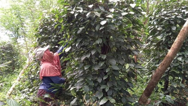 Awal Juni, Petani Lada di Belitung Mulai Masuk Musim Panen