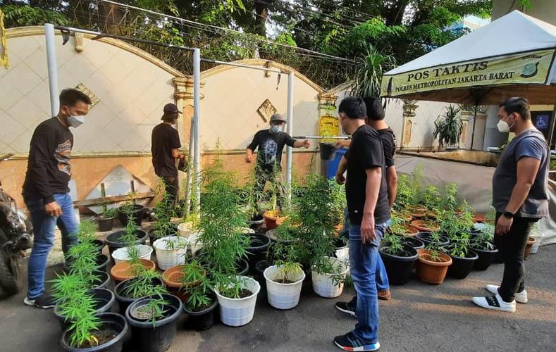 Polisi Gerebek Kebun Ganja Hidroponik di Brebes 