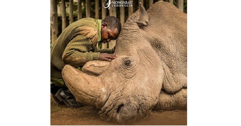 Badak Putih Utara Resmi Punah, Hanya Tersisa 2 Ekor Betina Saja
