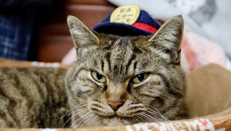 Kucing Jabat Kepala Stasiun di Jepang Mati Ditabrak Mobil, Penduduk Kota Berduka