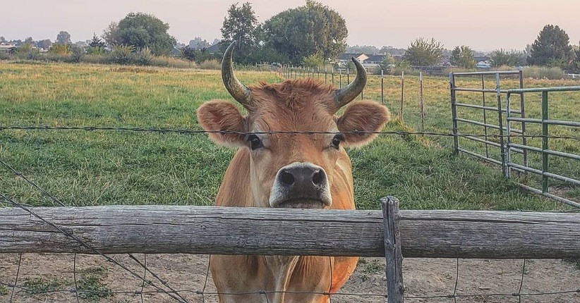 Keren, Lahan Bekas Tambang di Kutai Jadi Peternakan Mini Mirip di Luar Negeri