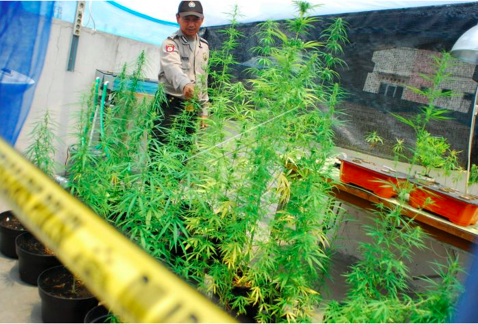 4 Pengaruh Ganja pada Tubuh, Salah Satunya Merusak Otak