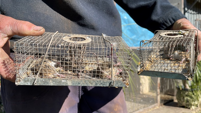 Ngeri, Istri Petani Dilarikan ke RS karena Bola Matanya Digigit Tikus