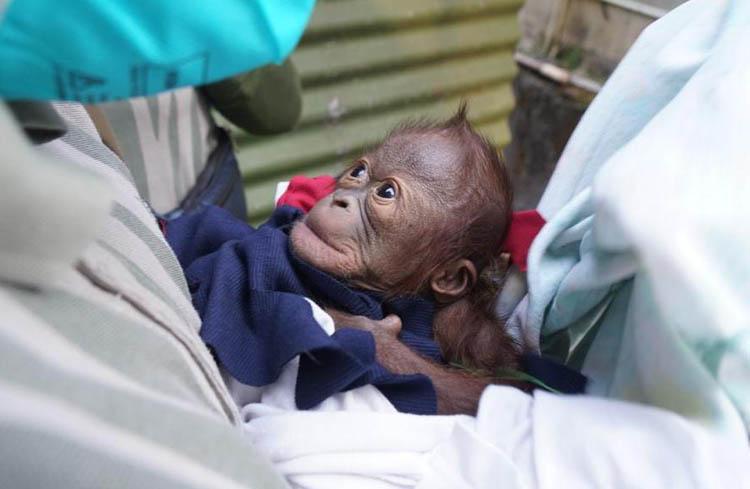  Koleksi Orang Utan Kalimantan di GL Zoo Melahirkan 