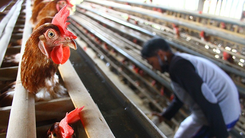 Harga Ayam Murah, Peternak Unggas Bakal Gelar Aksi di Istana Presiden