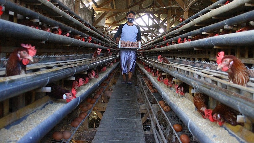 Peternak Unggas Curhat Merasa Tidak Diperhatikan Pemerintah