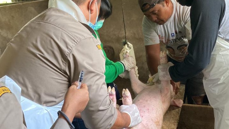 Karantina Pertanian Manado Ajak Peternak Babi Waspadai Merebaknya ASF