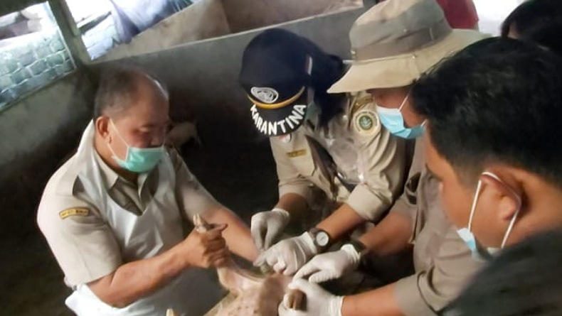 Hewan Aneh Mirip Babi Berkeliaran di Gedung DPRD Solok