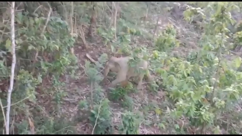 Konflik Gajah-Manusia di Aceh Utara akibat Perambahan Hutan