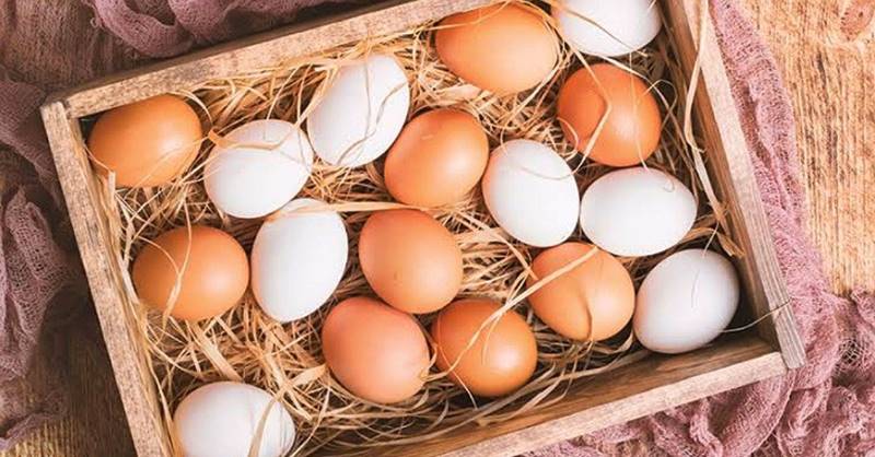 Apa Itu Telur Infertil dan Cara Membedakan dengan yang Dikonsumsi