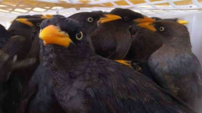 Penyelundupan 2.057 Burung di Pelabuhan Bakauheni Digagalkan Tim Gabungan