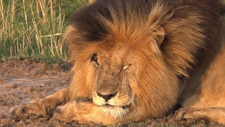 Scarface, Singa Terkenal di Dunia Mati di Usia 14 Tahun