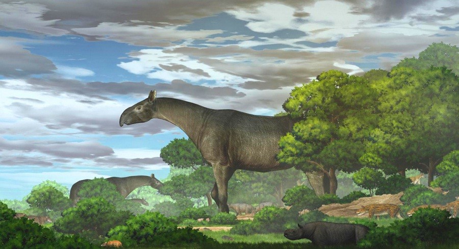 Badak Raksasa Pernah Hidup di China, Beratnya Mencapai 20 Ton