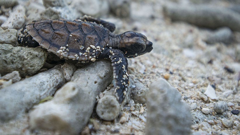 Ratusan Anak Penyu Dilepas ke Pantai Tanjung Gelam Karimunjawa