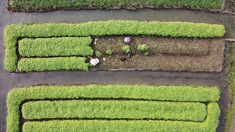 Memprihatinkan, Jutaan Petani Gurem di Jateng Hanya Berpenghasilan Rp380.000 per Bulan