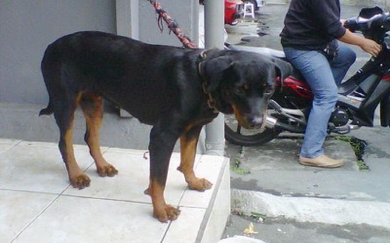 Diduga Hendak Curi Anjing, Pemuda Ini Babak Belur Dihajar Warga