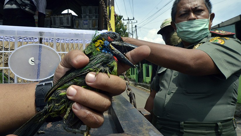 Tim Gabungan Lampung Gagalkan Penyelundupan 458 Burung Tujuan Bekasi