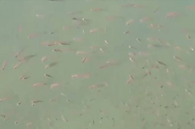 Kata Dinas Kelautan soal Naiknya Ikan Dasar Laut ke Permukaan di Tapanuli Tengah