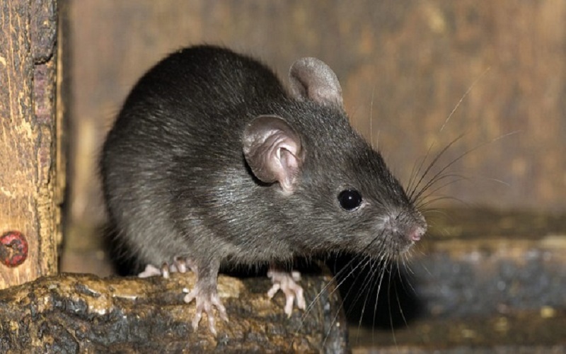 Gegara Serangan Tikus, Penjara yang Dihuni 420 Narapidana Harus Dikosongkan 